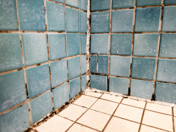 Professional Mold Removal in Lake Leann, MI