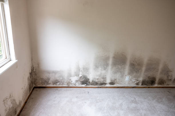 Forensic Mold Investigation in Lake Leann, MI